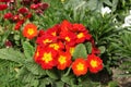 Red primrose in a flowerbed Royalty Free Stock Photo