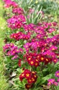 Red primrose in a flowerbed Royalty Free Stock Photo