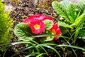 Red primrose flowers (Primula Acaulis) on flowerbed at spring Royalty Free Stock Photo