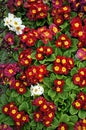 Primrose Primula. Colorful spring flowers Royalty Free Stock Photo