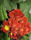 Red primrose Royalty Free Stock Photo