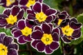 Black silver laced primroses