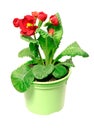 A red primula D10 in a green pot isolated on a white backgroun Royalty Free Stock Photo
