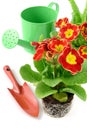 Red Primula flowerpot with garden tools like can and shovel on w