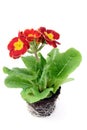 Red Primula flowerpot on white isolated background