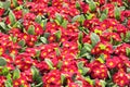 Red Primula Royalty Free Stock Photo