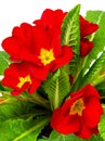 Red primula flowers and plants Royalty Free Stock Photo