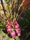 Red primula flowers in spring sunshine. Royalty Free Stock Photo