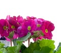 Red primula with green leaves in the pot Royalty Free Stock Photo