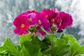 Red primula with green leaves in the pot Royalty Free Stock Photo