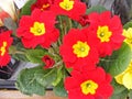 Red primula primrose in pot close up