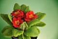 Red primula Royalty Free Stock Photo