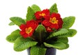 Red primula Royalty Free Stock Photo