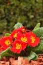 Red primulas