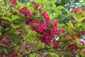 Red Prince Weigela 844560