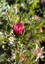 Red protea bloom on a bush Royalty Free Stock Photo