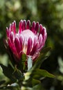 Red protea bloom Royalty Free Stock Photo