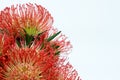 Red protea Royalty Free Stock Photo