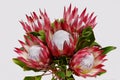 Red protea flower for background