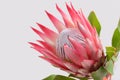 Red protea flower for background Royalty Free Stock Photo