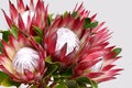 Red protea flower for background Royalty Free Stock Photo