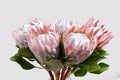 Red protea flower for background