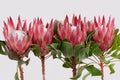 Red protea flower for background