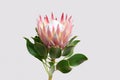 Red protea flower for background Royalty Free Stock Photo