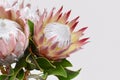 Red protea flower for background Royalty Free Stock Photo