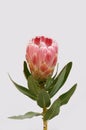 Red protea flower for background