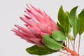 Red protea flower for background Royalty Free Stock Photo