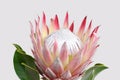 Red protea flower for background Royalty Free Stock Photo