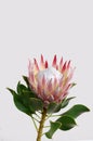 Red protea flower for background Royalty Free Stock Photo