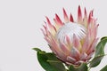 Red protea flower for background Royalty Free Stock Photo