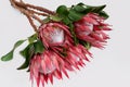 Red protea flower for background Royalty Free Stock Photo