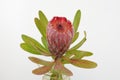 Red protea flower bunch on a white isolated background Royalty Free Stock Photo