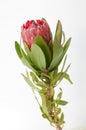 Red protea flower bunch on a white isolated background Royalty Free Stock Photo