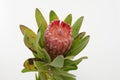 Red protea flower bunch on a white isolated background Royalty Free Stock Photo