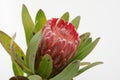 Red protea flower bunch on a white isolated background Royalty Free Stock Photo