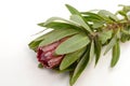 Red protea flower bunch on a white isolated background Royalty Free Stock Photo