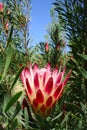 Red Protea Flower at Kirstenbosch Cape Town Royalty Free Stock Photo
