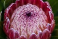 Red protea flower on white background Royalty Free Stock Photo
