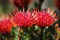 Red protea flowers Royalty Free Stock Photo