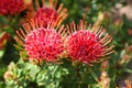 Red protea flowers Royalty Free Stock Photo