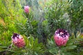 Red Protea Flowers Vegetation Royalty Free Stock Photo
