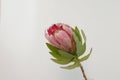 Red protea plant on white background Royalty Free Stock Photo