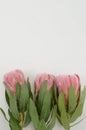 Red protea plant on white background Royalty Free Stock Photo