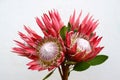 Red Protea pink ice flower on white background