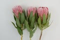 Red protea plant on white background Royalty Free Stock Photo