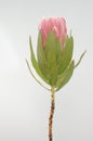 Red protea plant on white background Royalty Free Stock Photo